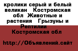 кролики серый и белый великан - Костромская обл. Животные и растения » Грызуны и Рептилии   . Костромская обл.